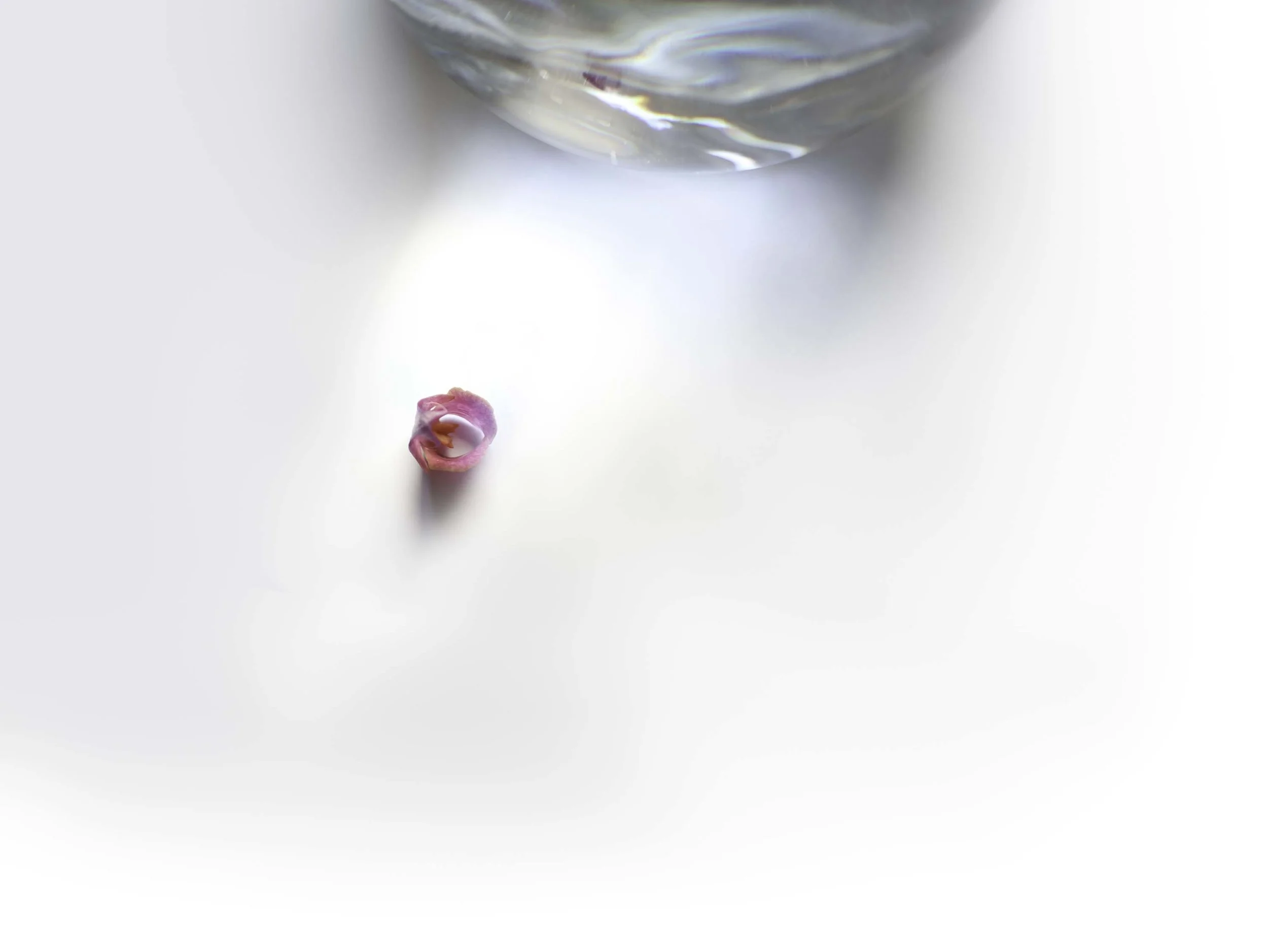 fond_orchidee_150.jpg