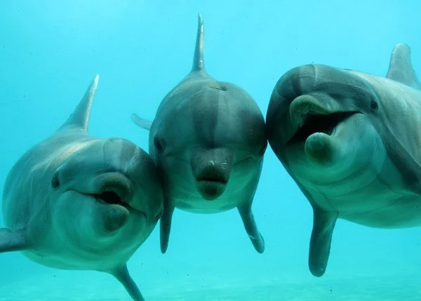 3dauphins.jpg