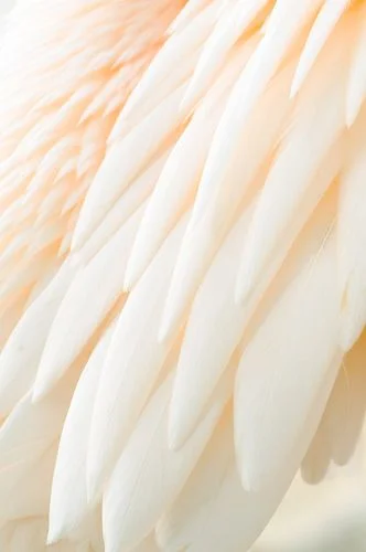 ailes d anges1.jpg