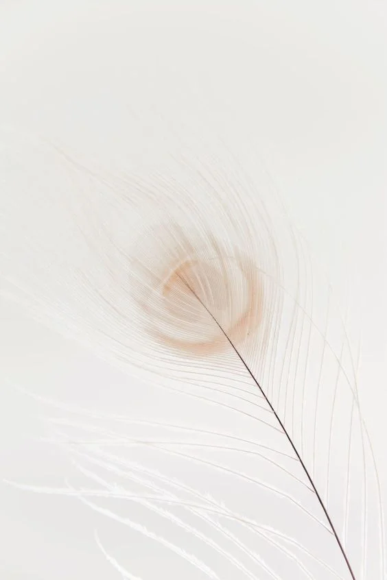 plume.jpg