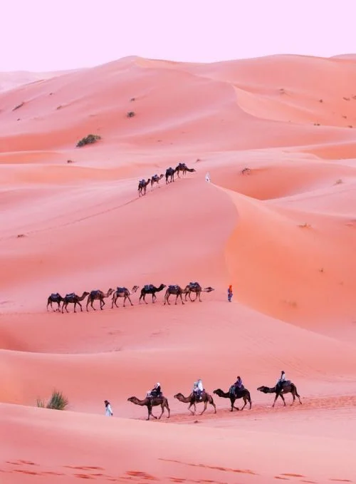 desert rose.jpg