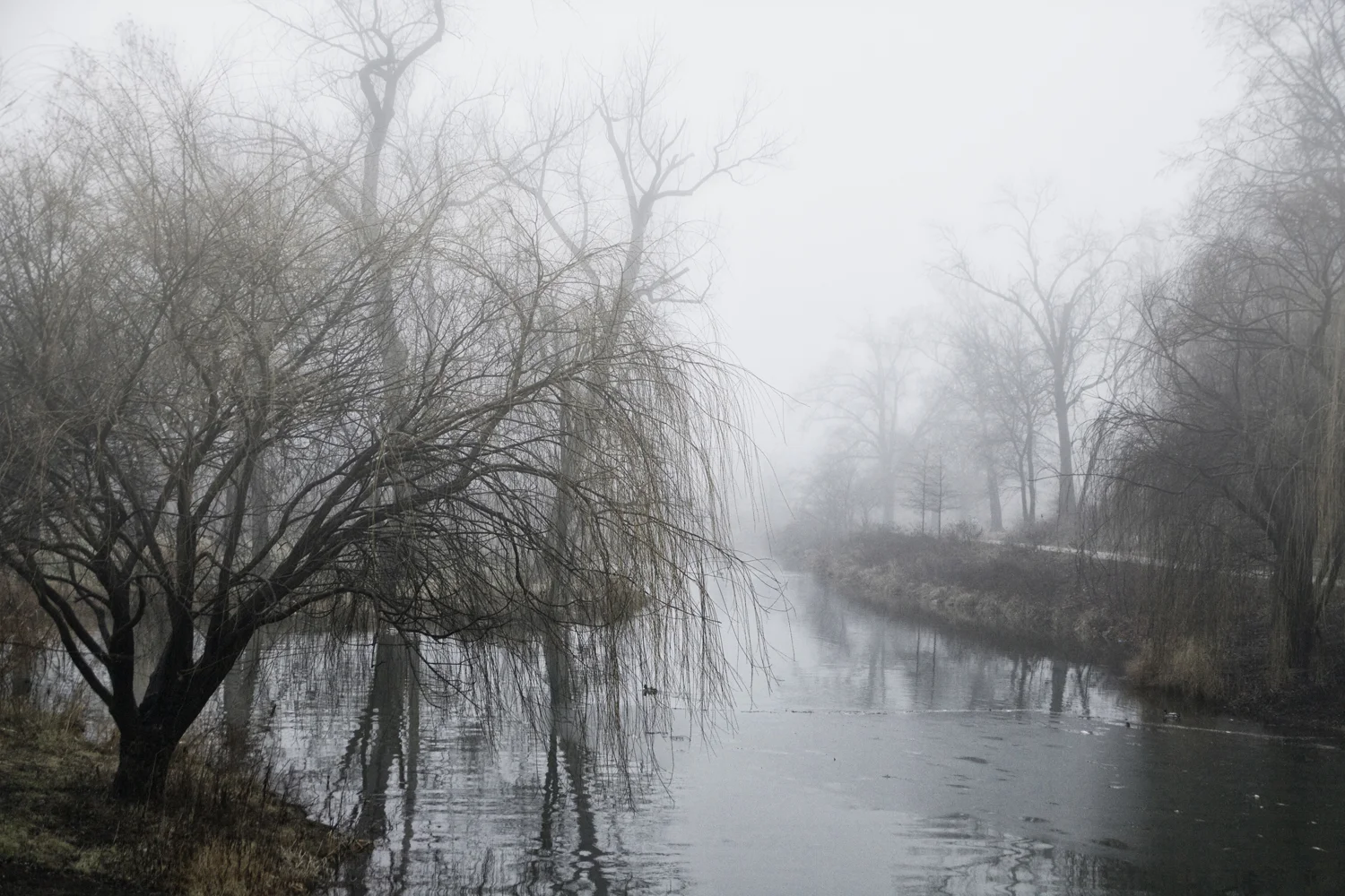 "morning fog"