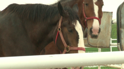 Inside Look at Clydesdale Selection Process