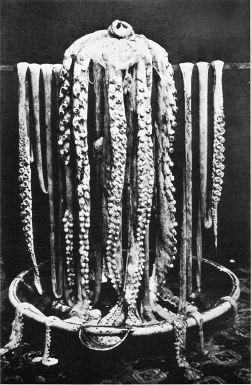 Nature's shower curtain. Moses Harvey's Architeuthis Dux. Verrill, A.E., 1882
