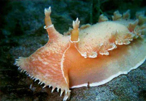 The rose-colored sea slug Tritonia diomedea. Jon Gross Photography