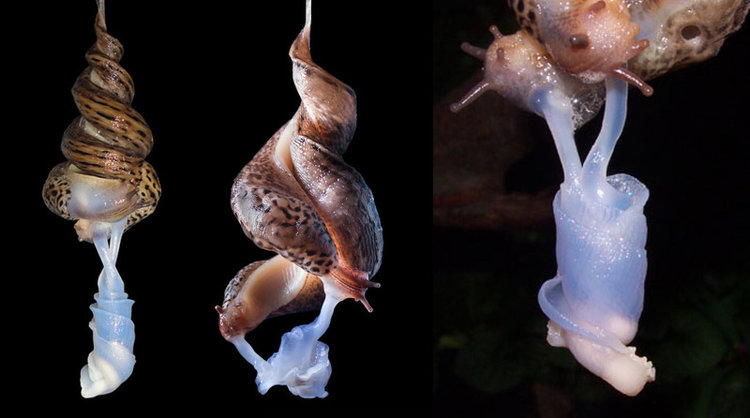 The beautiful mating dance of the European Leopard slug. Those pearly appendages are their penises.