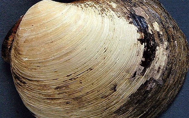 Quahog clam. Bangor University