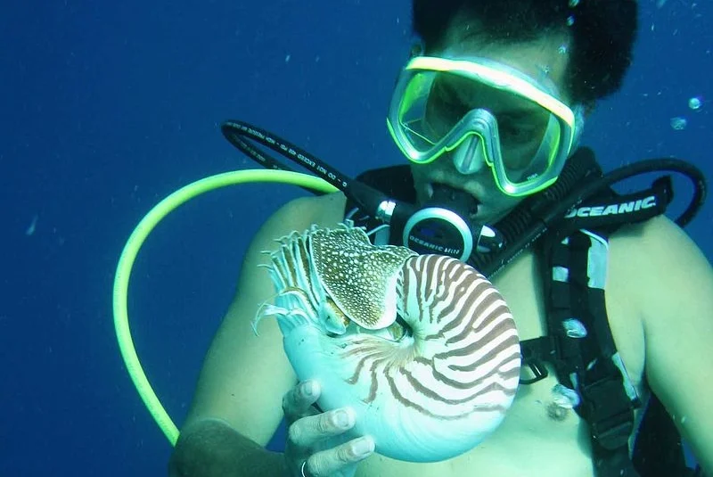 Once upon a time, the nautiluses preyed on our cowering jawless ancestors, forcing us to evolve. Lee R. Berger