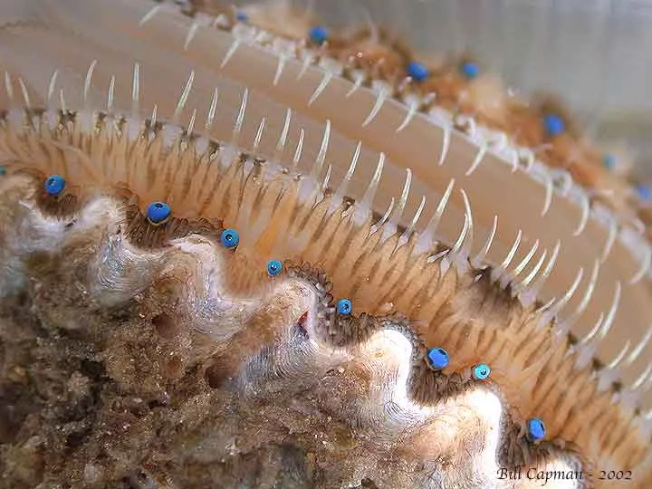 Sparkling blue mollusk blinkers. Professor William Capman