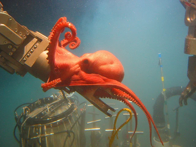 Benthoctopus sp. looking into NOAA's diving gear. Bruce Strickrott, Expedition to the Deep Slope 2006