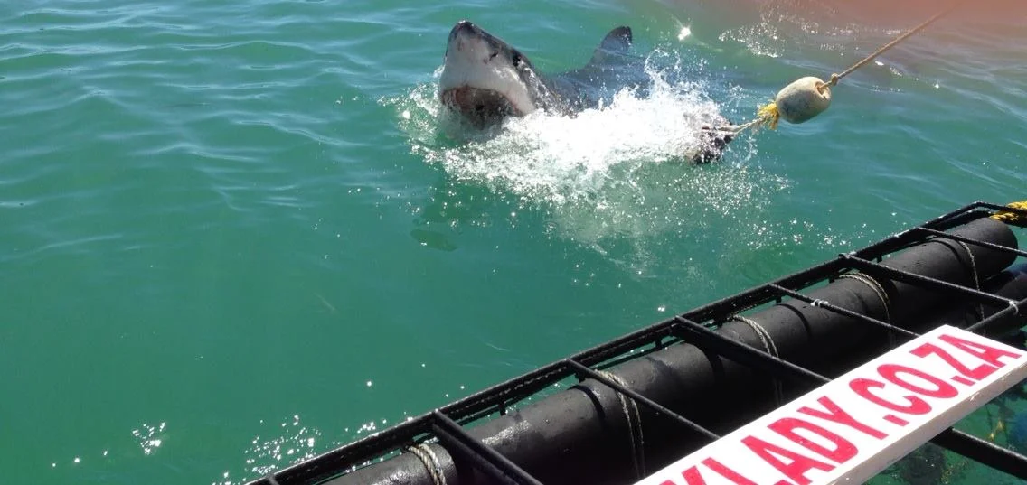 SHARK CAGE DIVING