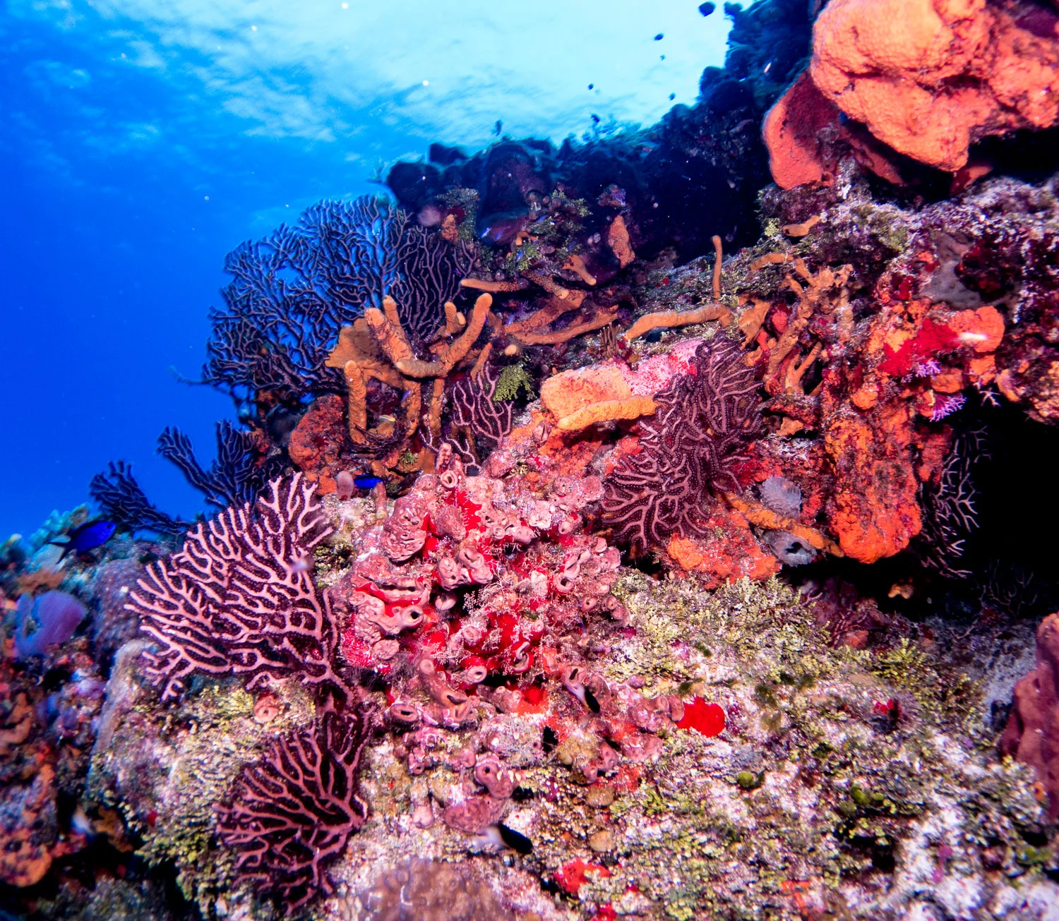 0195_endless_coral-John_McFadden.jpg