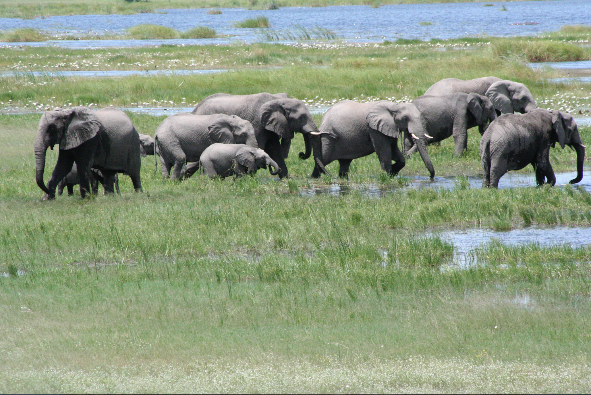 Photographed from our canvas enclosed suite at Zarafa camp in Botswana