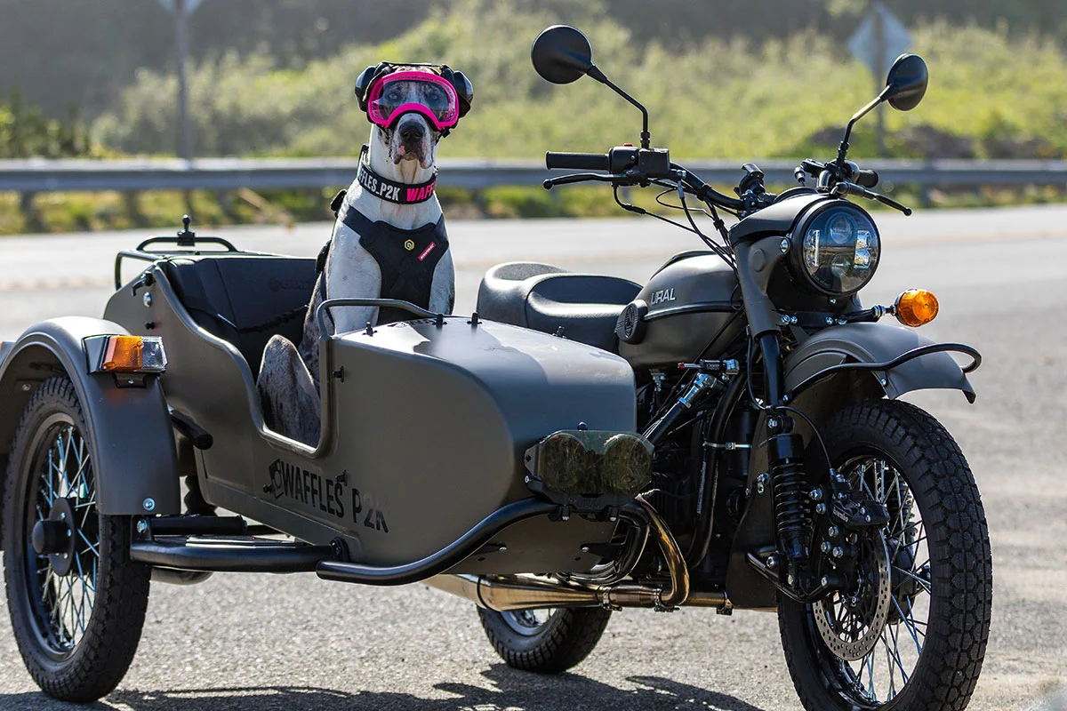 Waffles the Sidecar Dog — Ural Motorcycles