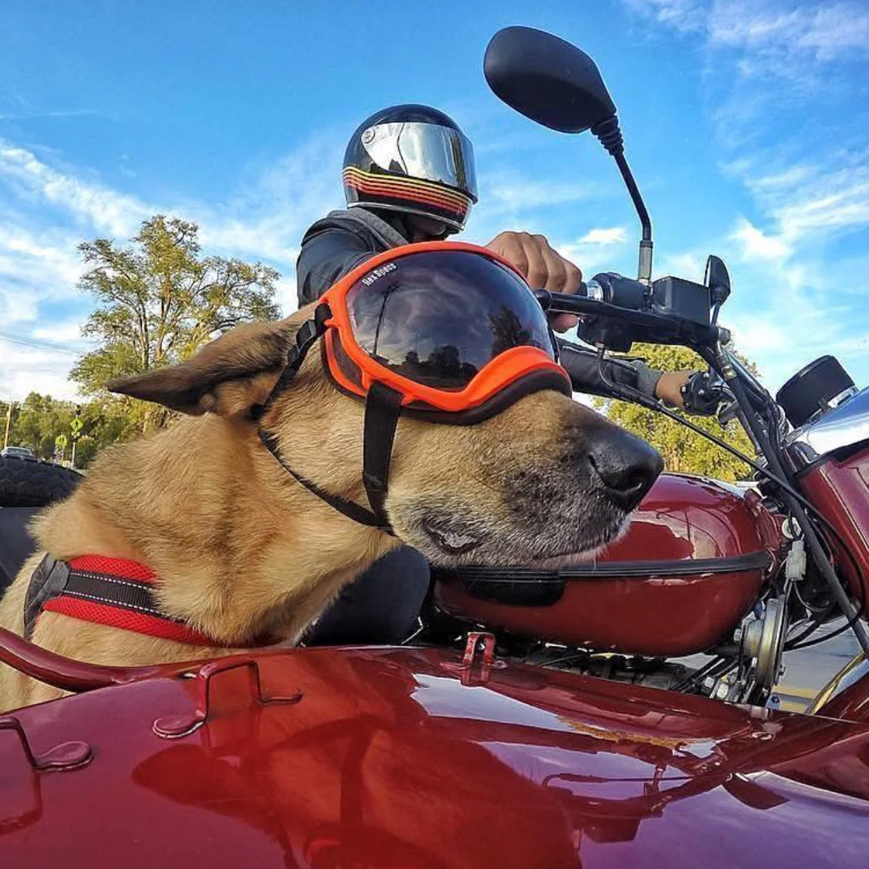 Photo by @WanderfulGirl via the @RexSpecsK9 Channel