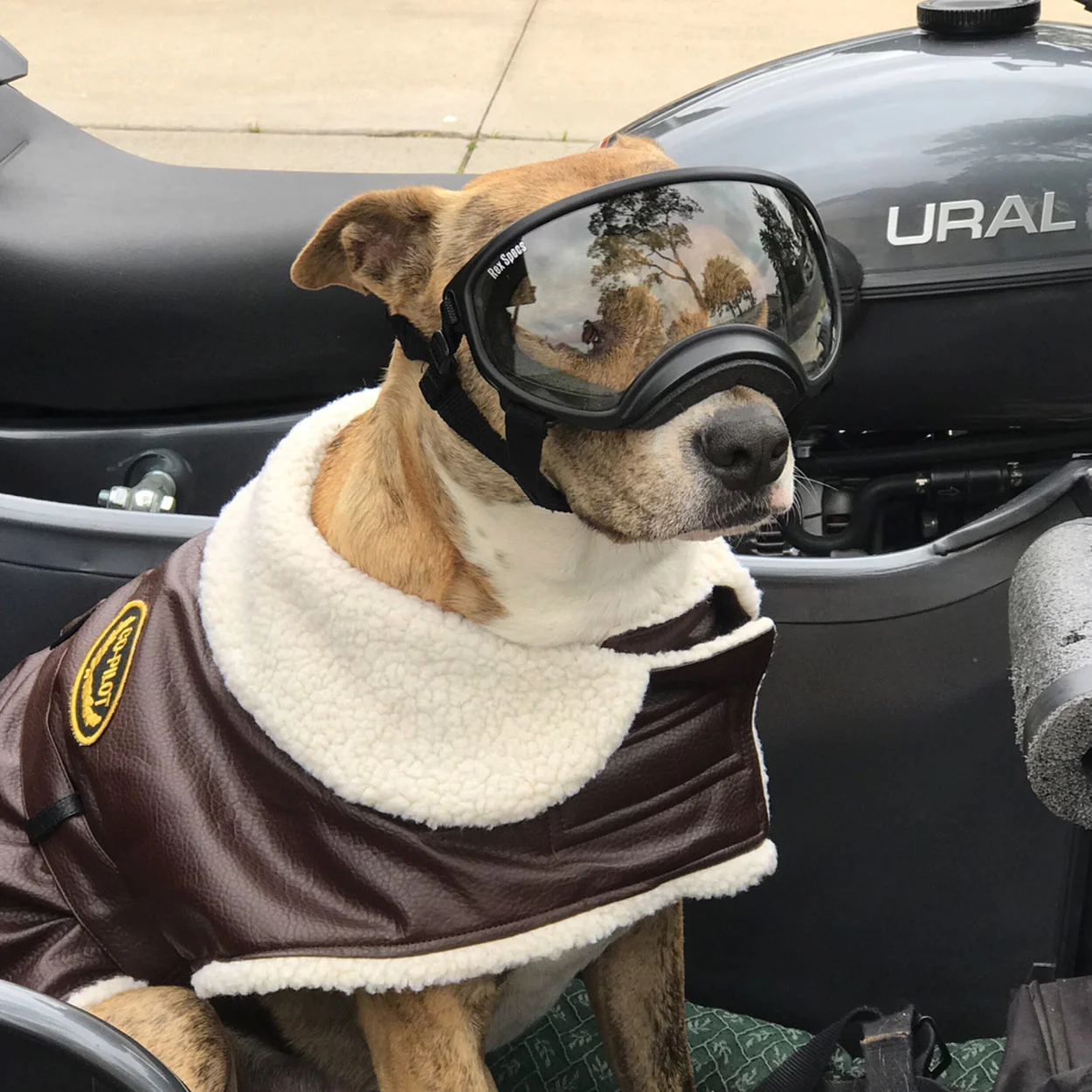 Sidecar style by @sadiesidecar .