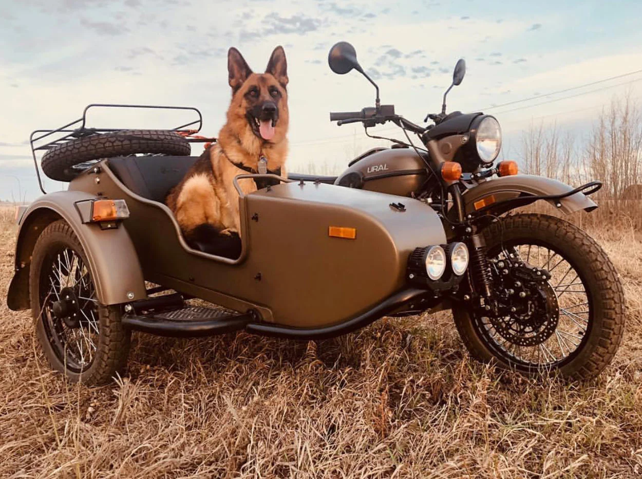 Man's best friend as seen on on the @myuraladventures18 feed.