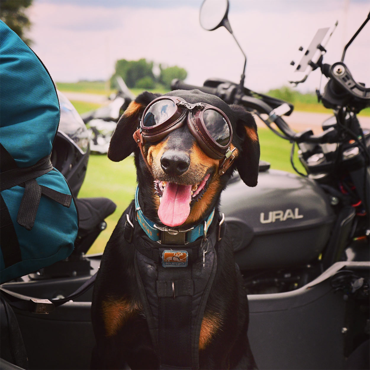 Perry the sidecar dog as featured on the @stcroixural feed.