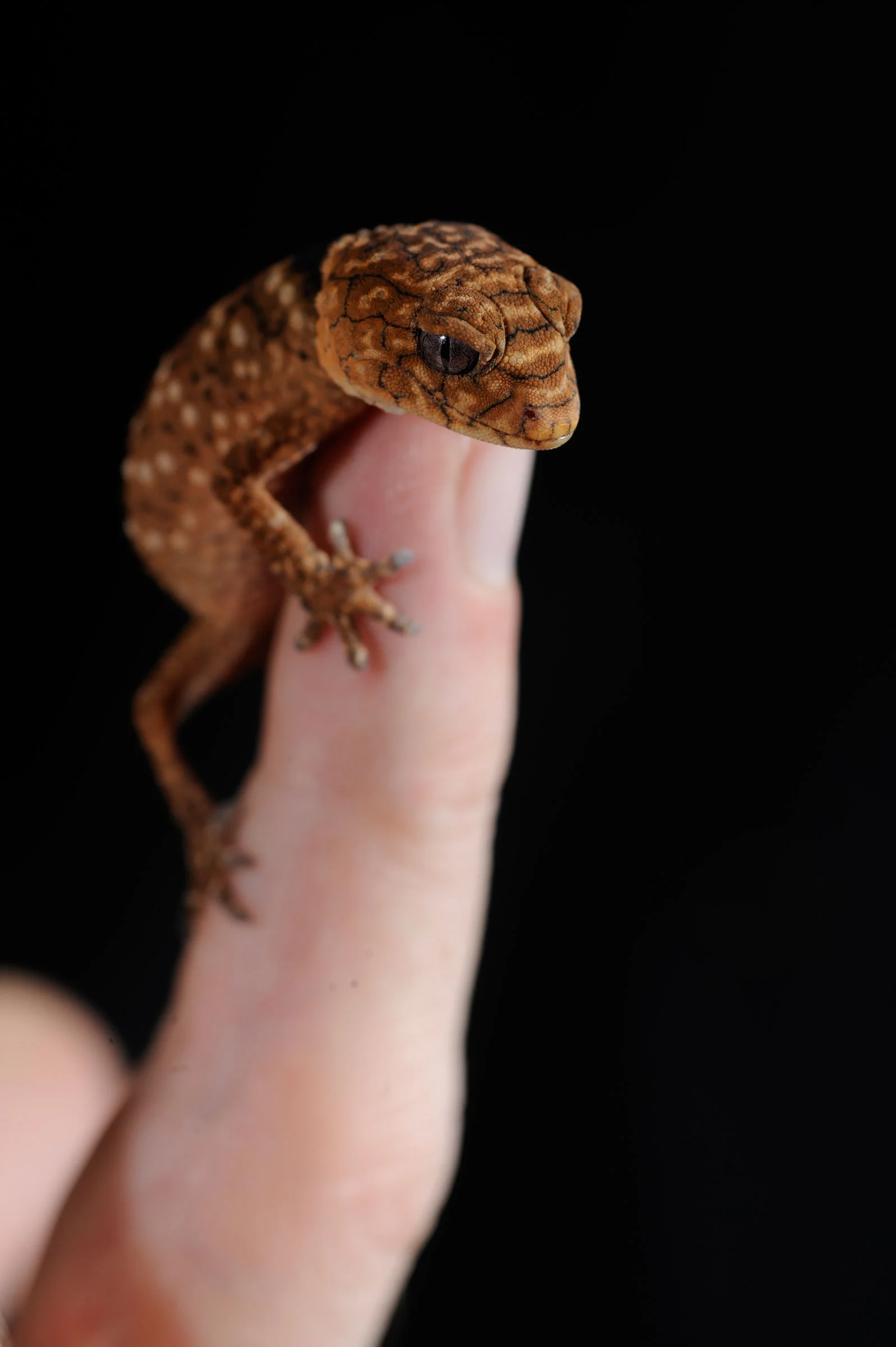 Skink_Web.jpg