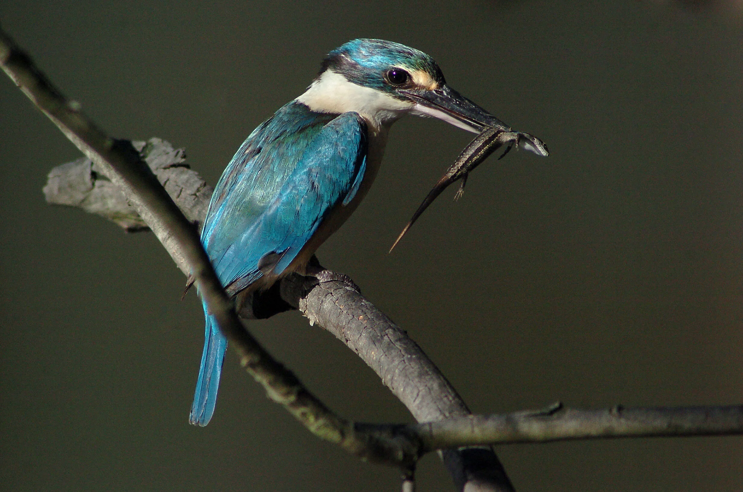 Kingfisher_Web.jpg