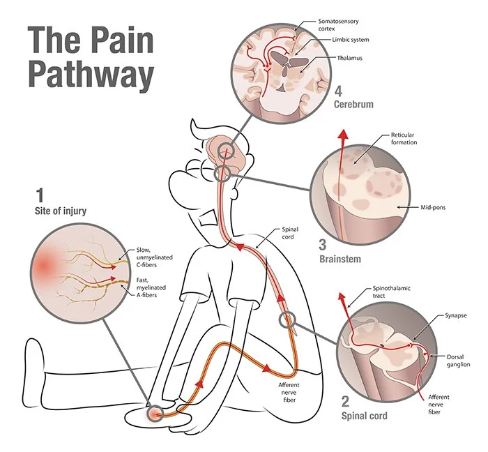 4 Steps Of Pain Pathway _ Gate theory of pain modulation: Pain pathway ...
