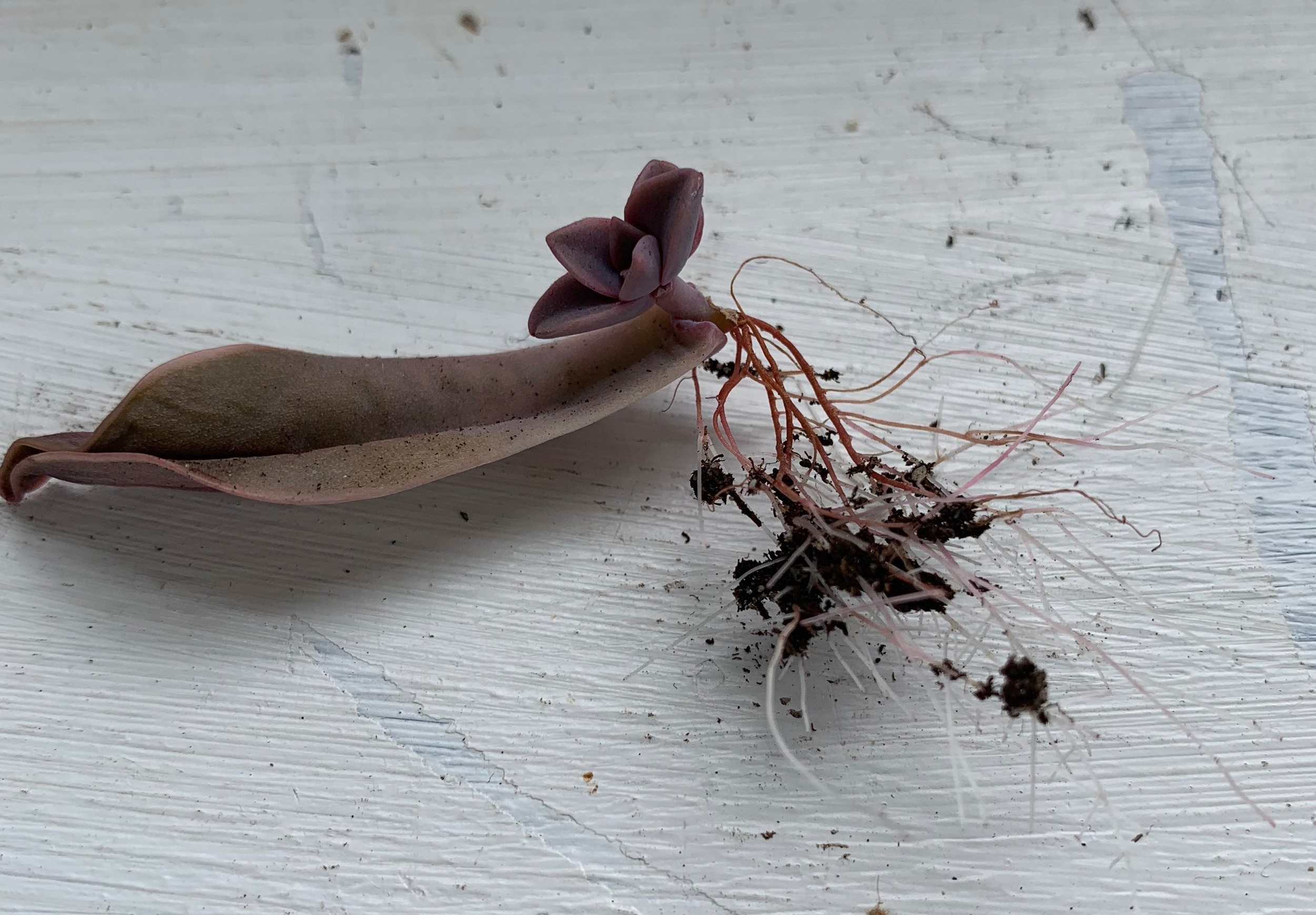 Roots on a succulent propagation. Notice how a pup has formed on the original leaf cutting.