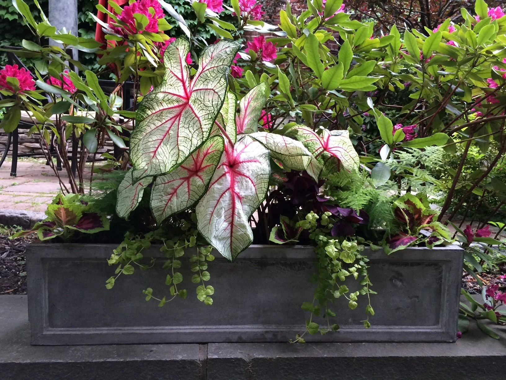 A Quick Guide to Bringing Houseplants Outside for the Summer