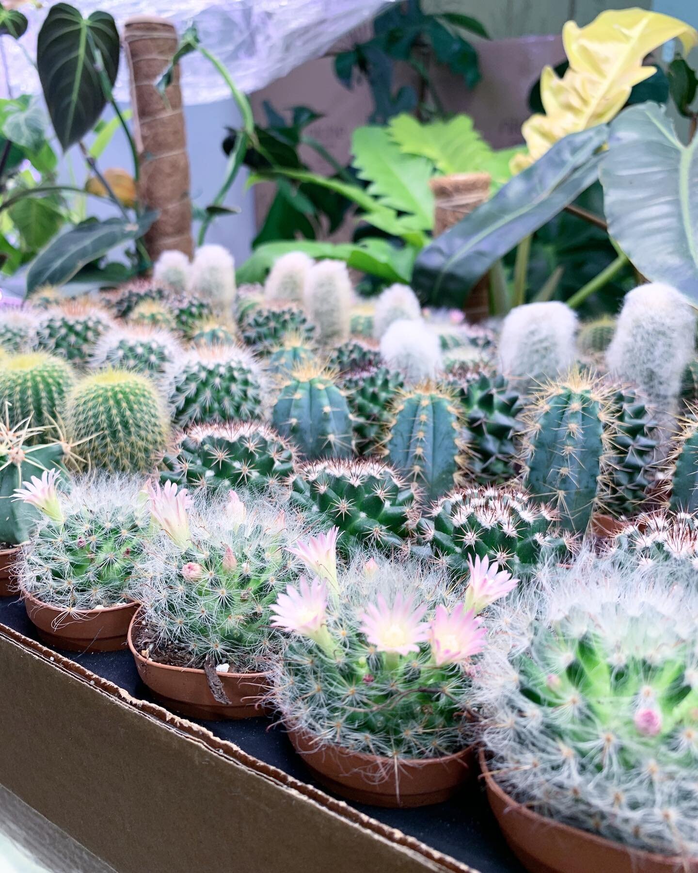 More plant drop fun 💕🌵🌸 making its way to the shops today. Both locations open til 6pm.