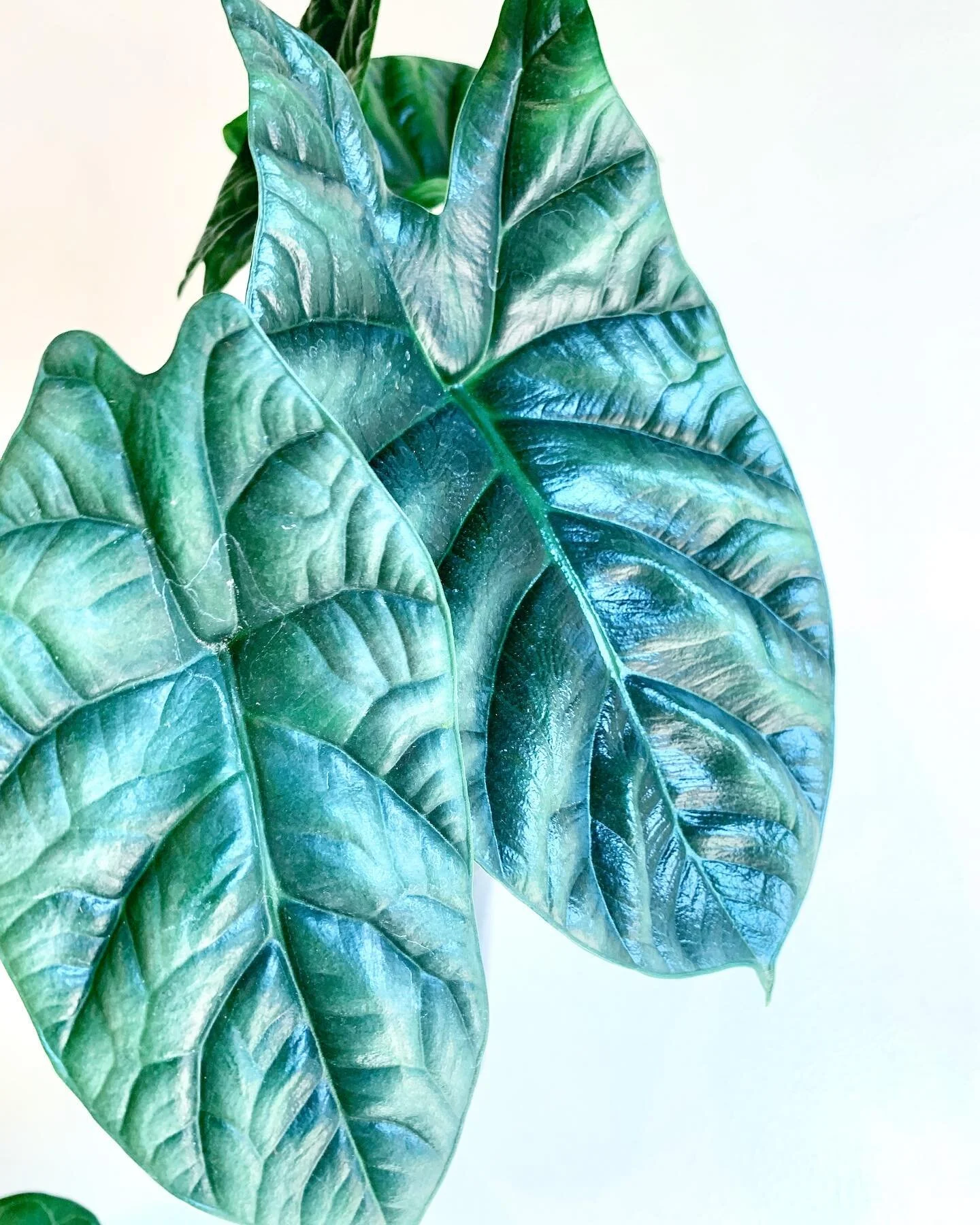 Our Davis Sq location will close up early tonight. We&rsquo;ve had a tough week of coverage with a couple of staff out due to COVID. Thanks for your understanding !