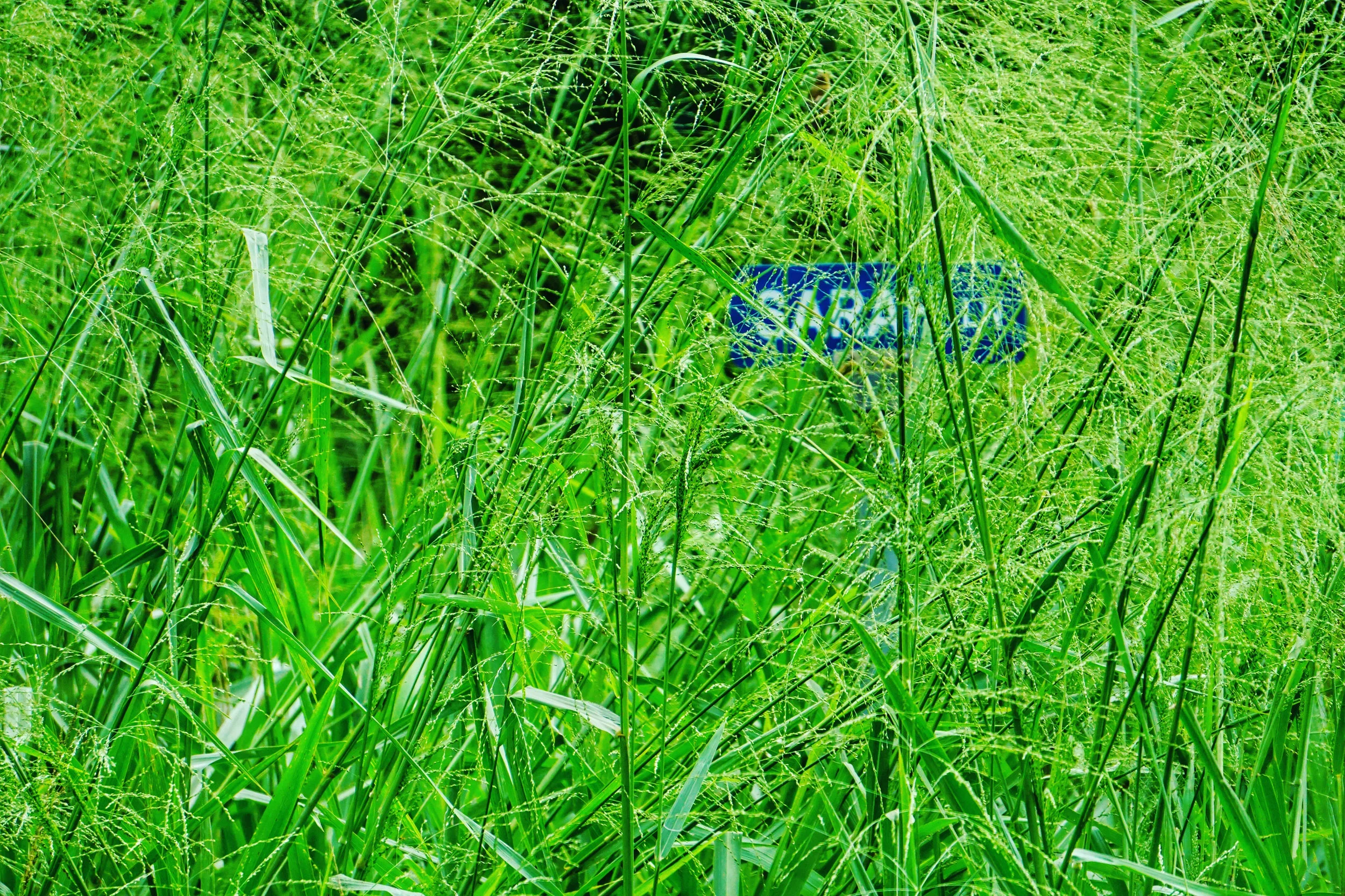 Desperately Seeking Sarah