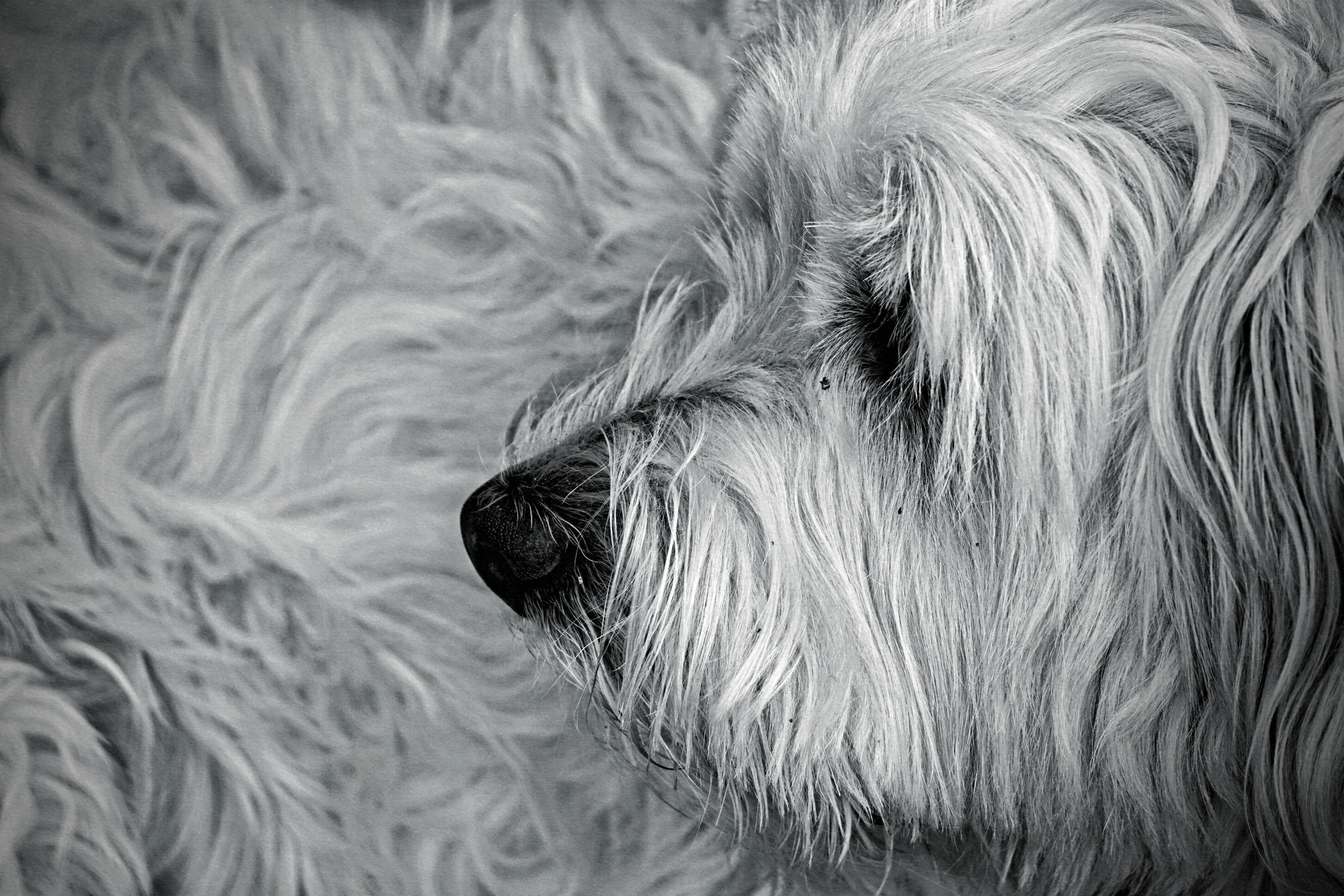 Alfie