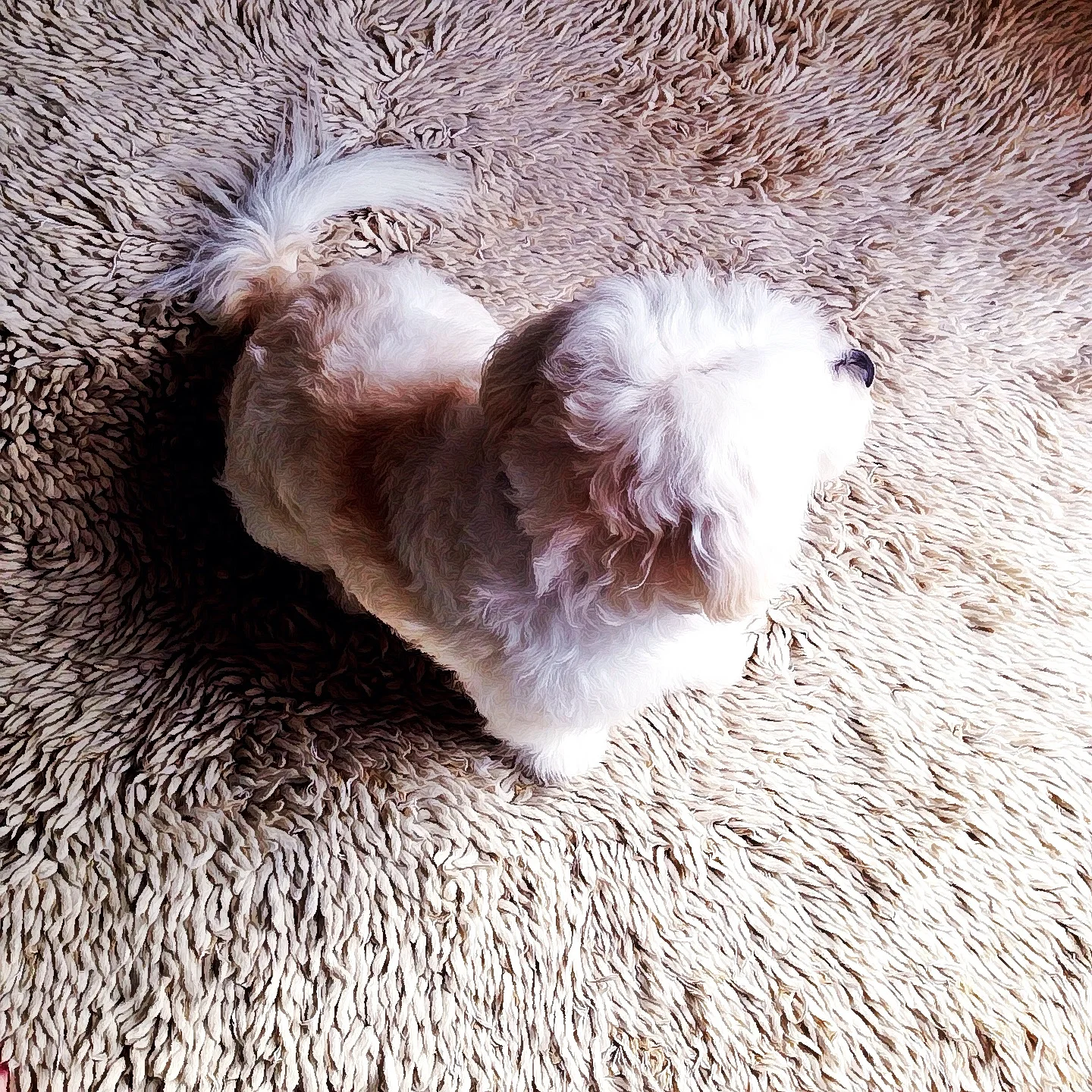 Alfie Heart