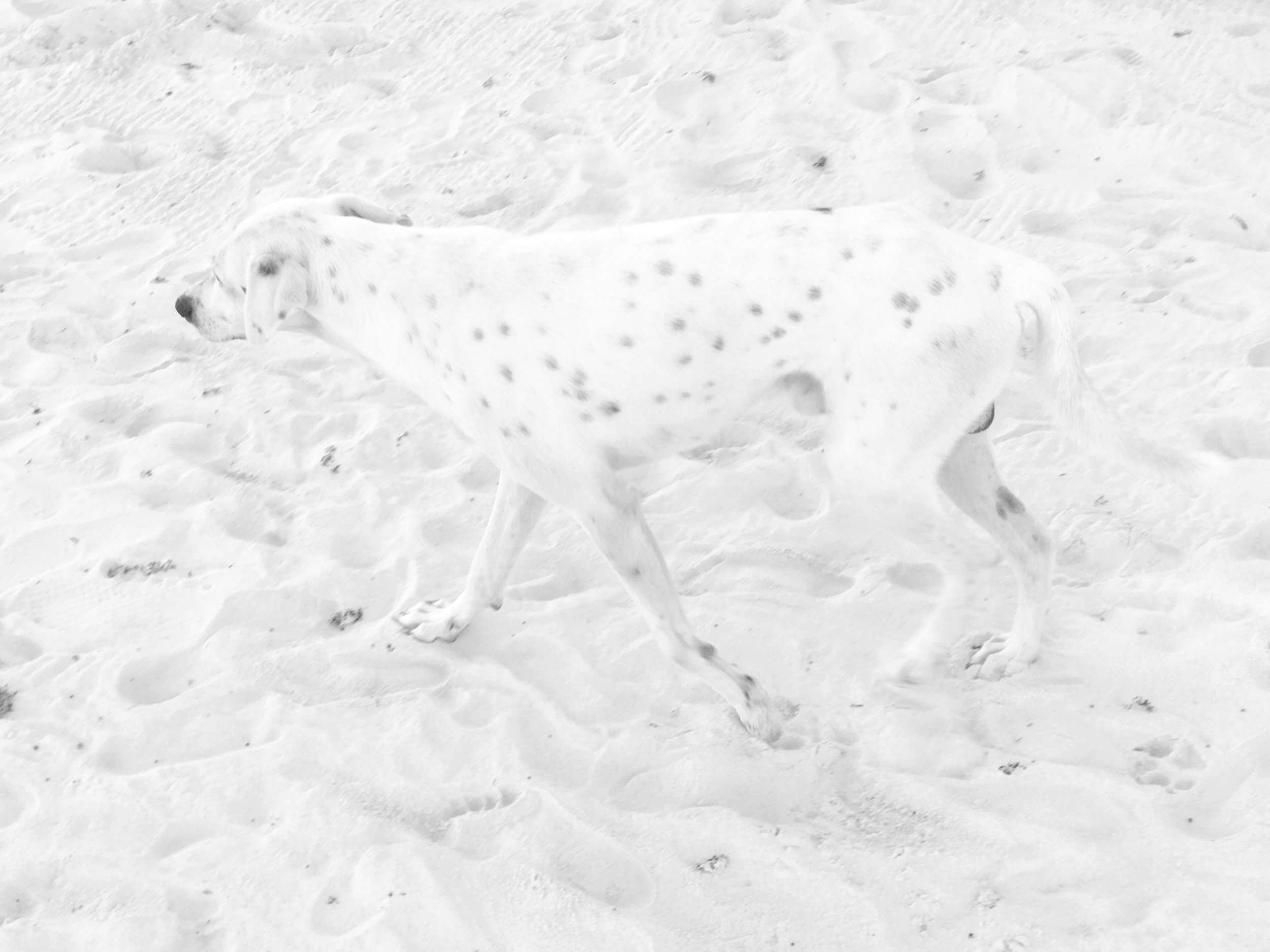 Beach Camo