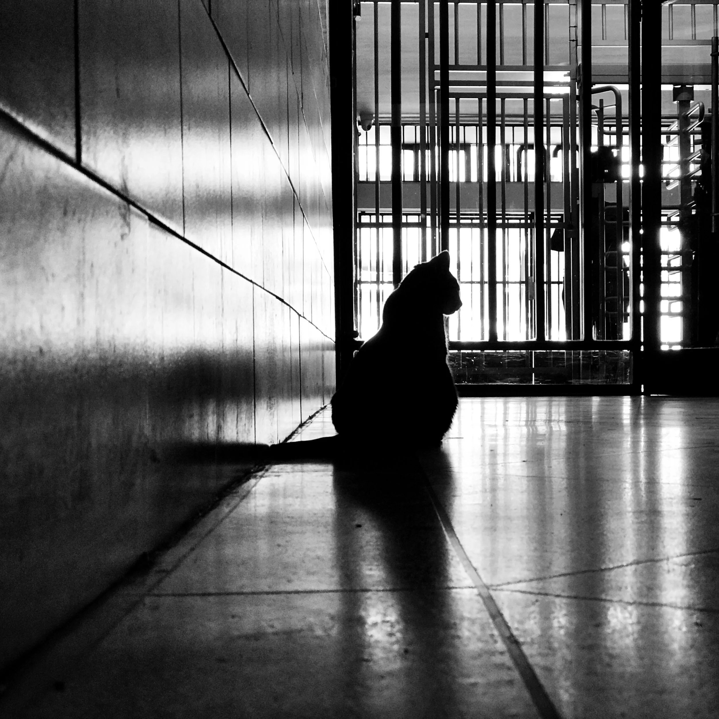 Lobby Cat