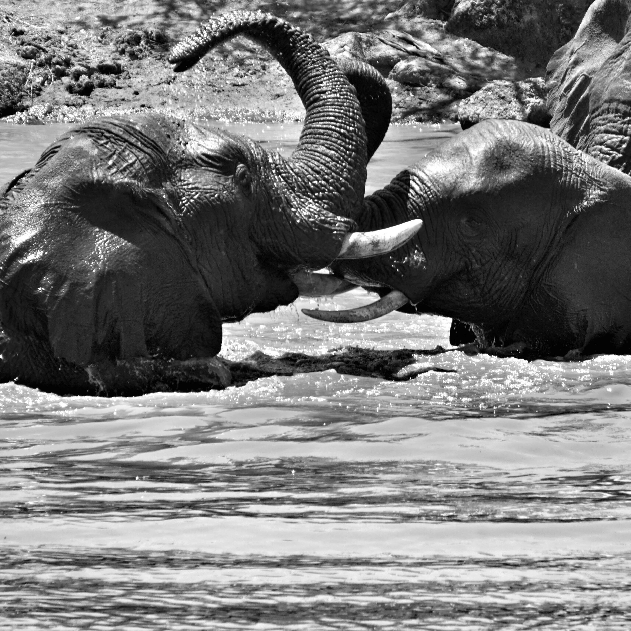 Frolicking Pachyderms