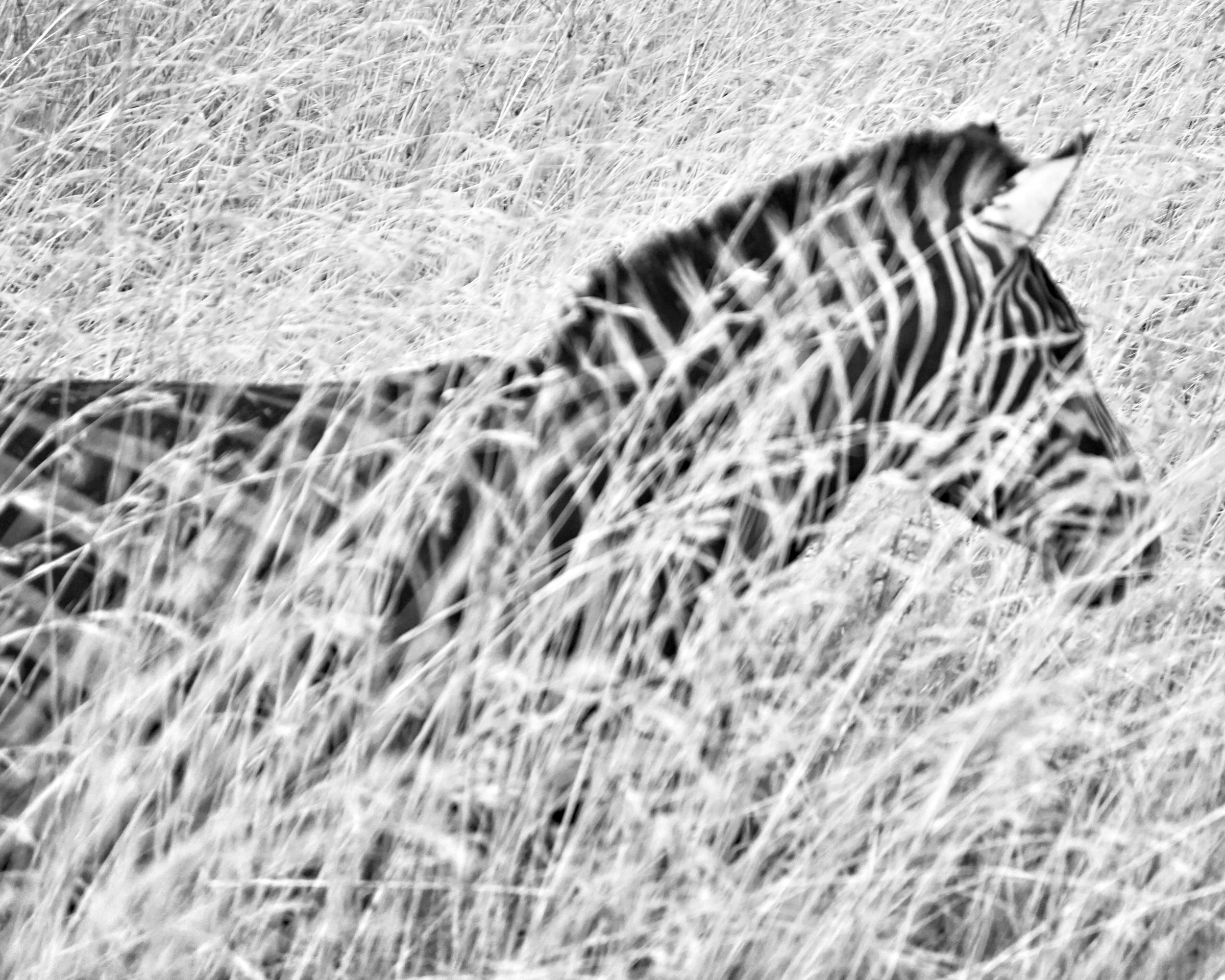 Zebra Crossing