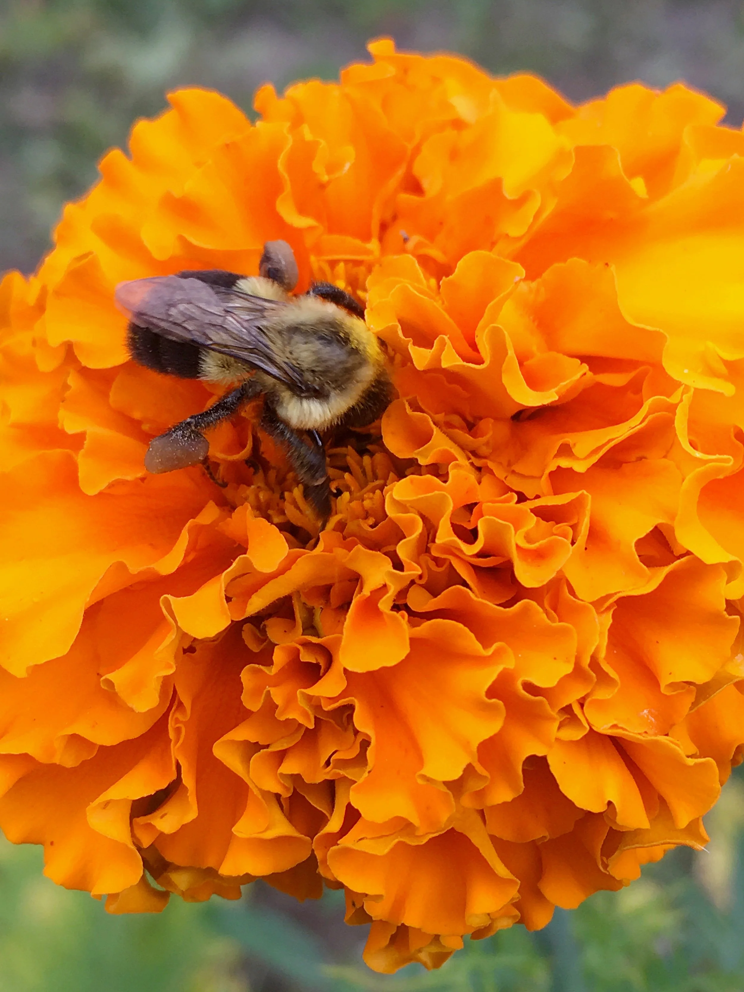 To Sow or Not to Sow