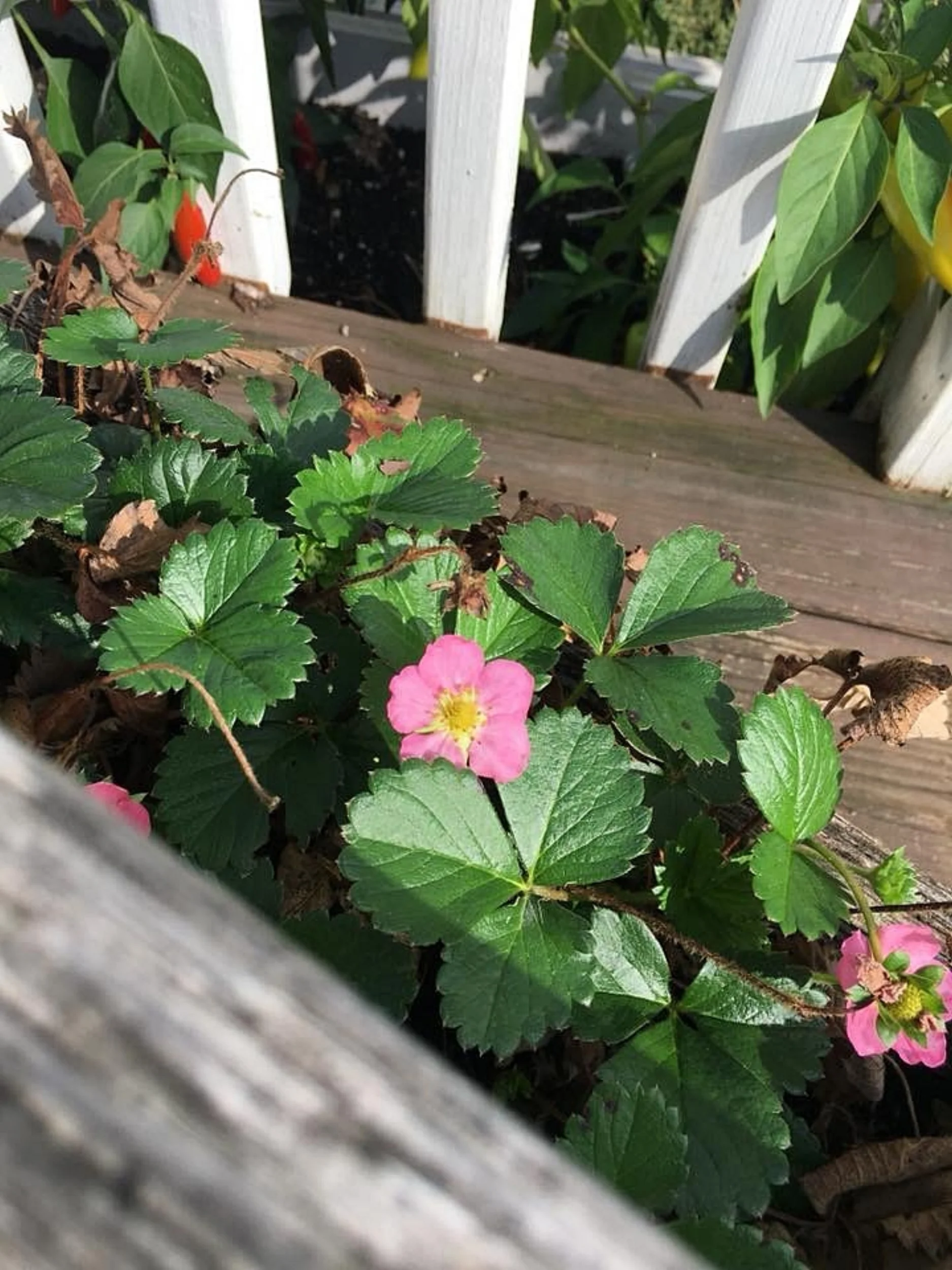 Strawberry Fields Forever