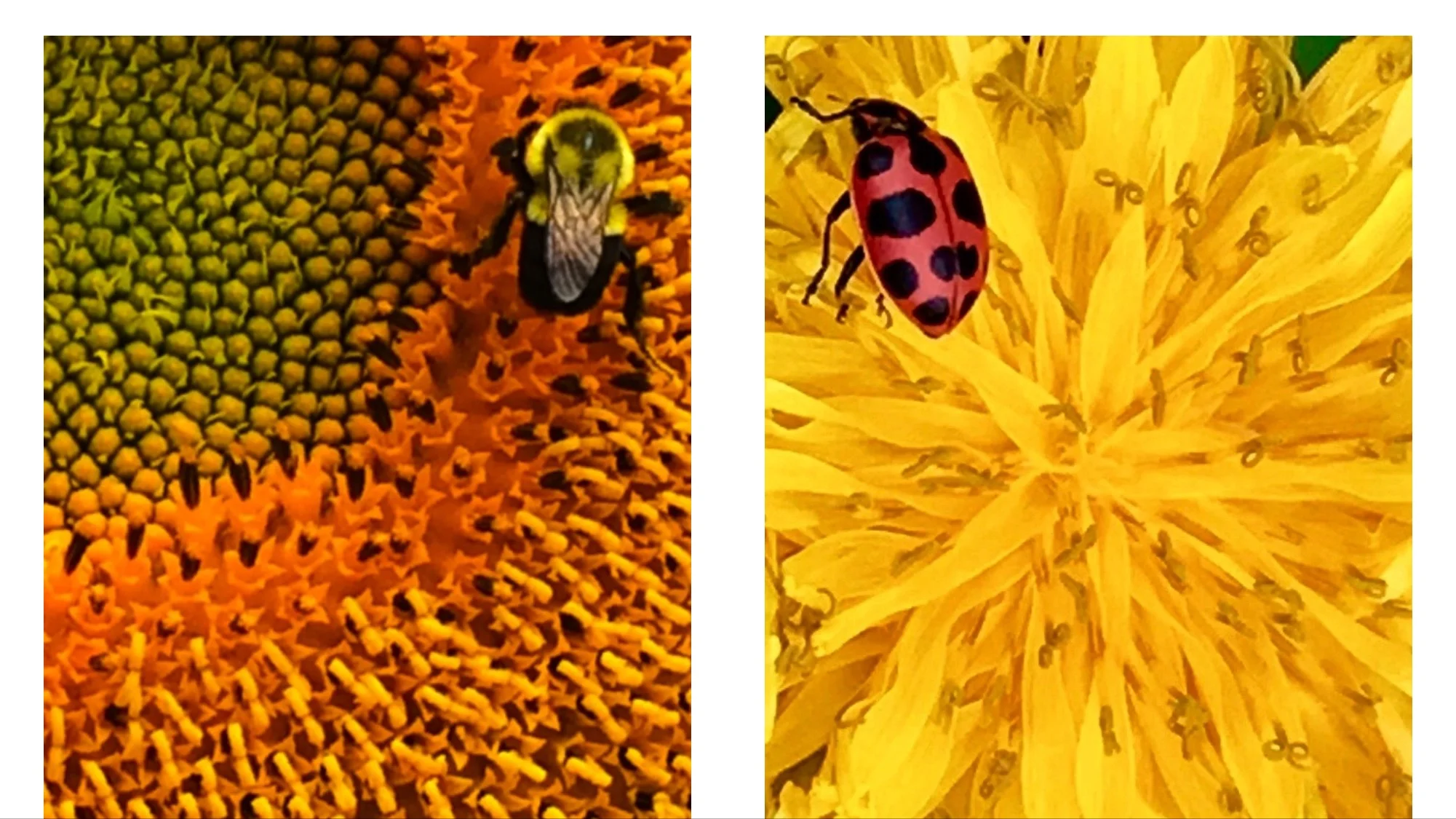 The Ladybug And Her Dandy Lion - rAveNswAn