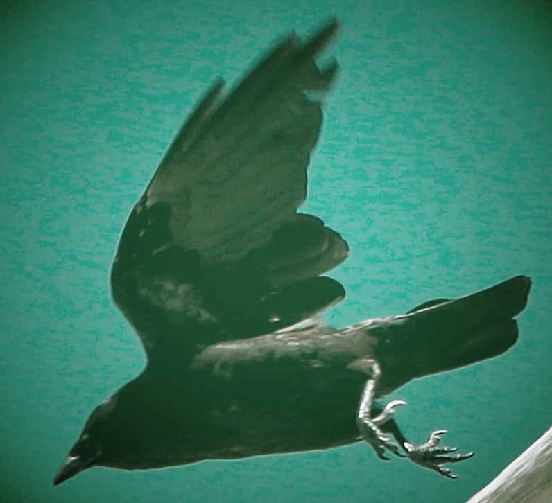 A Feather To The Wings Of Darkness - rAveNswAn