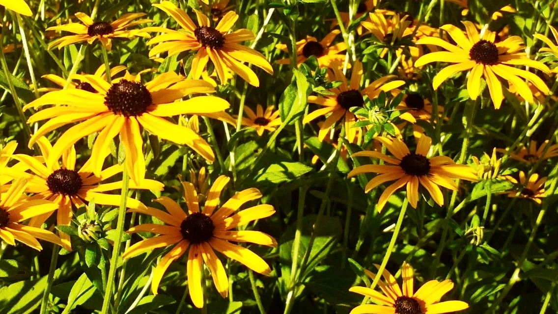 The Wallflowers Don’t Bloom - rAveNswAn