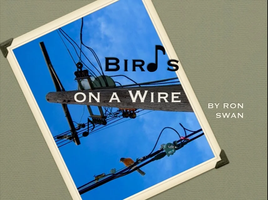 Bir♪s on a Wire - rAveNswAn