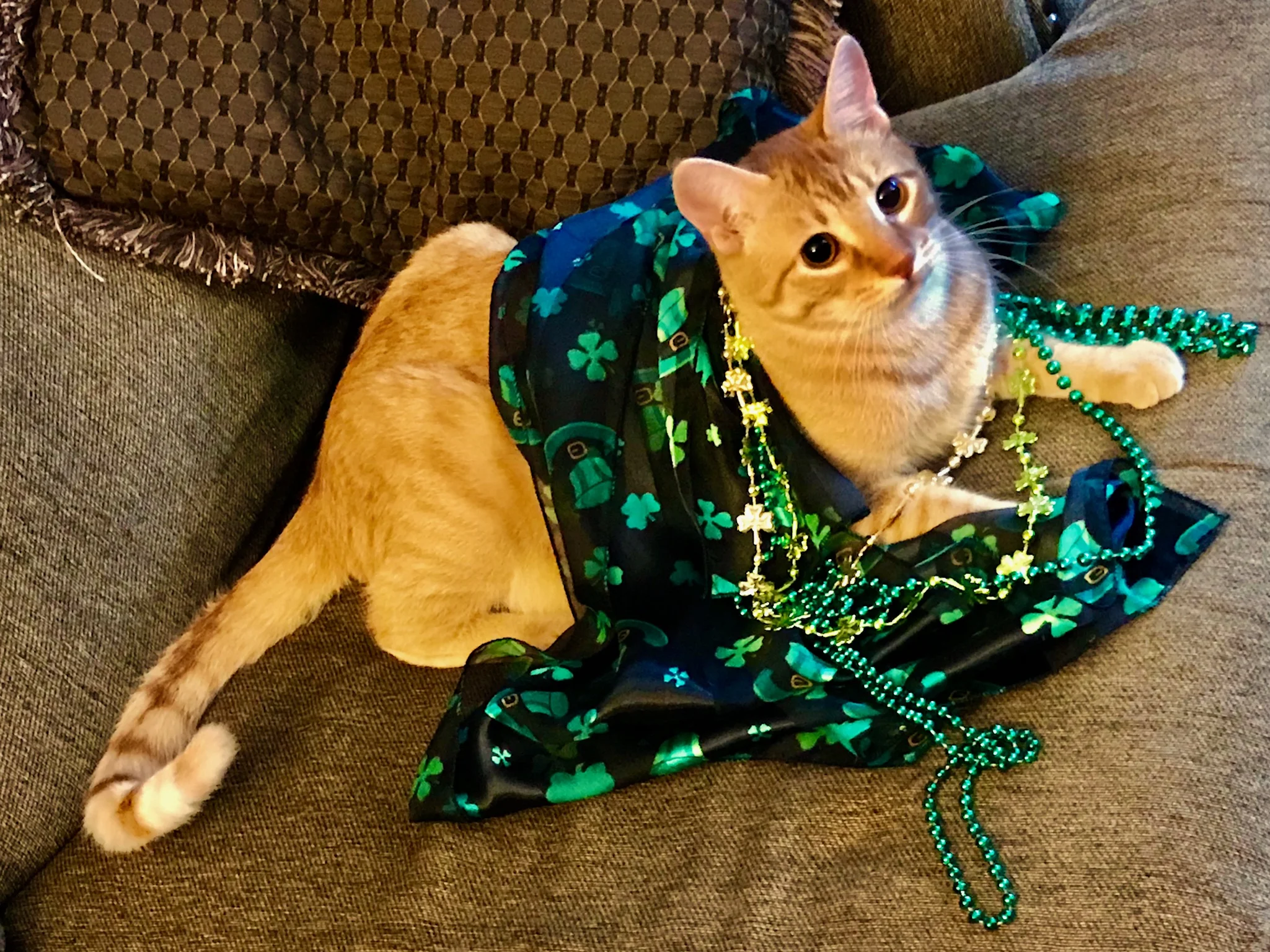 Meeko (a.k.a. - Nugget, Nug, the Leopard-chan, Monk, Little Lion Man) Turns 1!