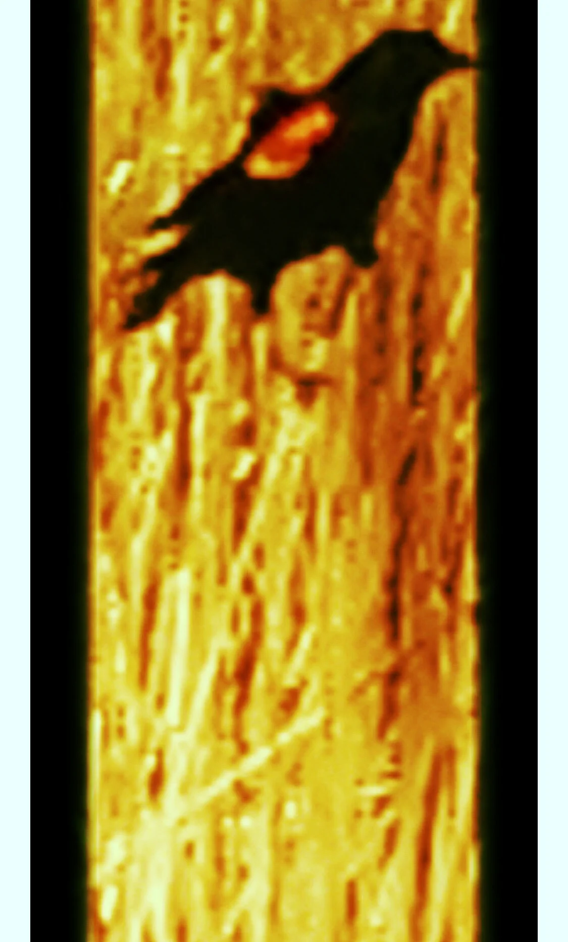 The T Uncrossed - rAveNswAn