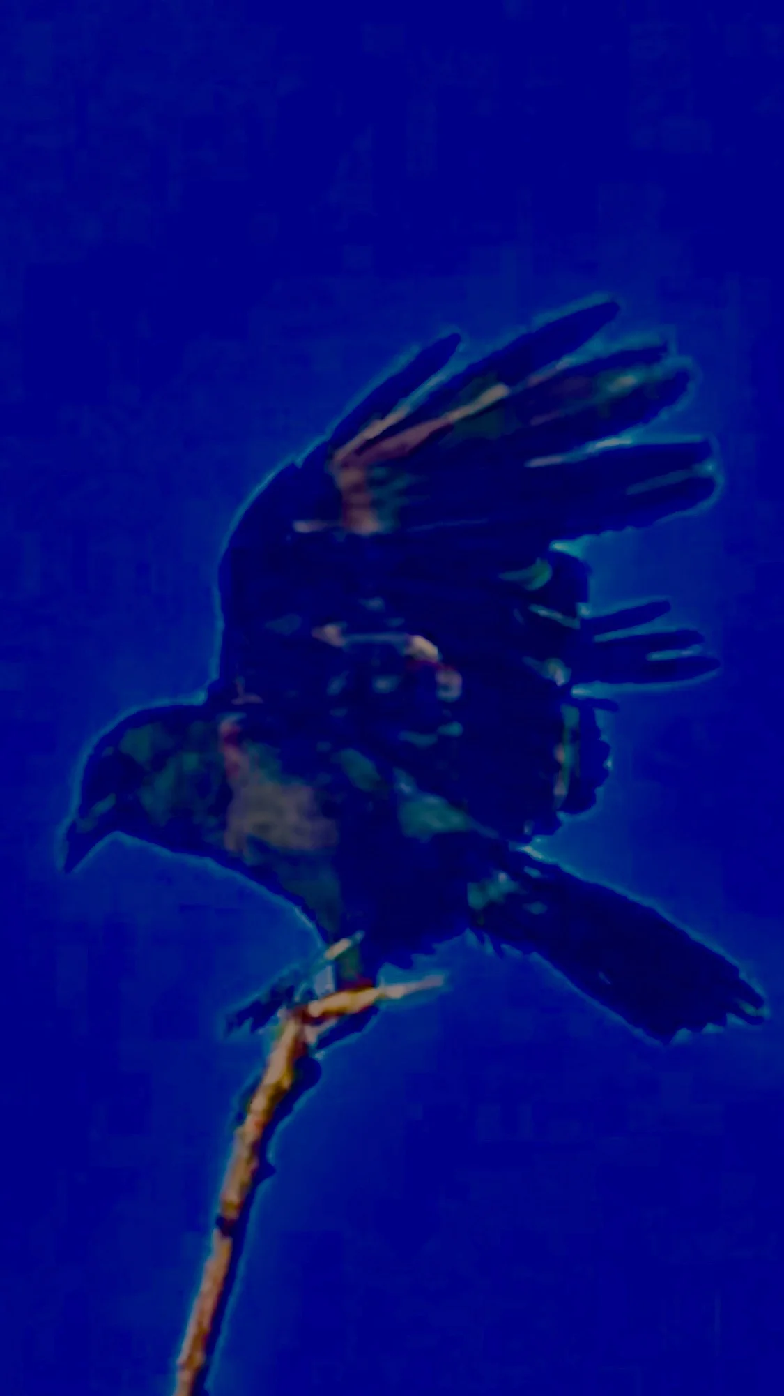 Just Cause (Caws) - rAveNswAn