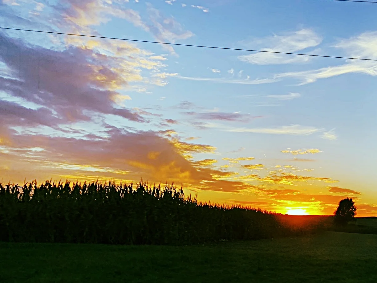 Grassy Halls Lined By High Corn Walls - rAveNswAn