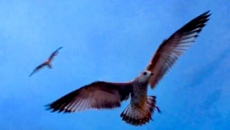 Spread Your Wings
