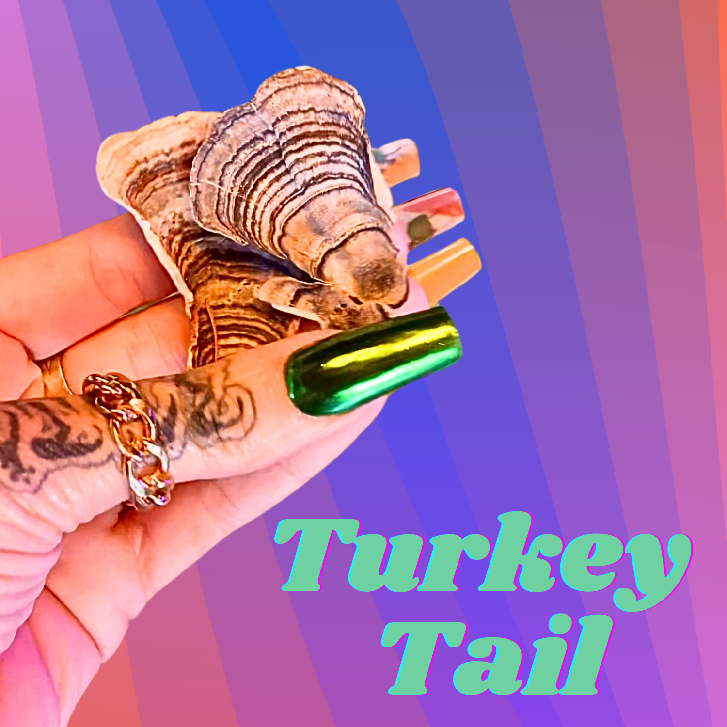 turkeytail-extract.webp