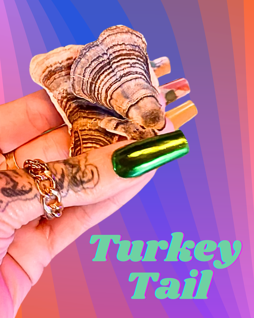 Turkey Tail Mushroom