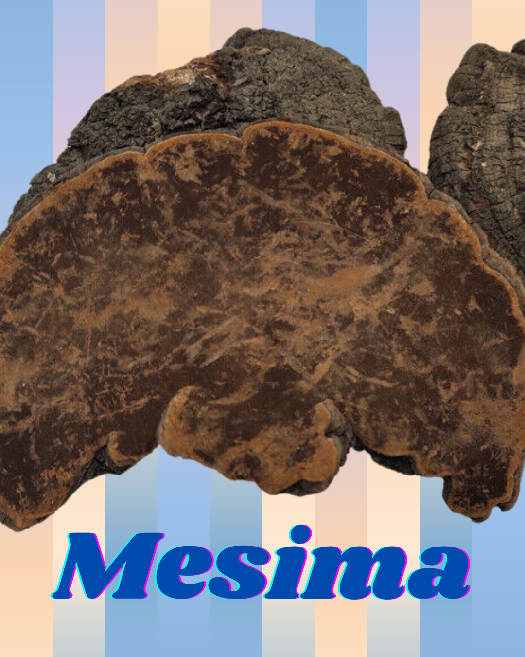 Mesima Mushroom
